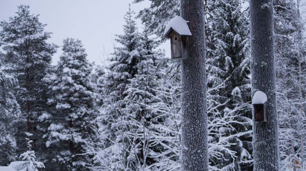 بيت الشجرة تجربة فريدة من نوعها في لابلاند السويد