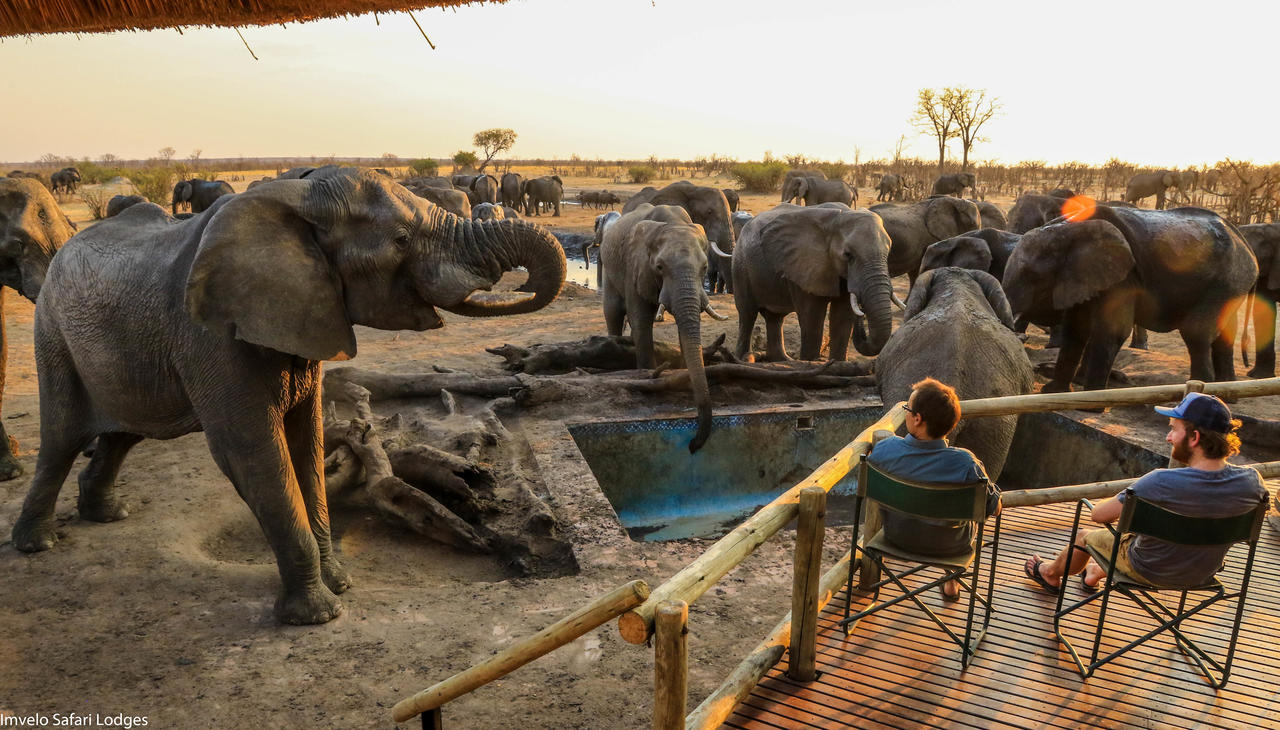 سفاري لودج مشاركة حمام سباحة مع الفيلة
