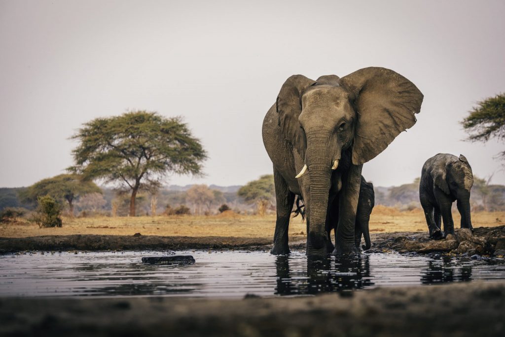 بوتسوانا تستأنف صيد الأفيال رغم التحذيرات السياحية